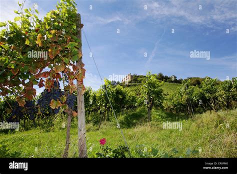 Vines In The Vineyards Around Staufen Castle Ruin Destroyed In 1632