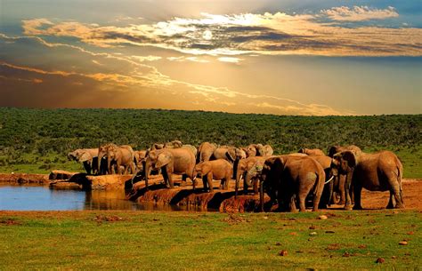 Meeting Addo Elephant Best South Africa Safari Experiences Art Of Safari