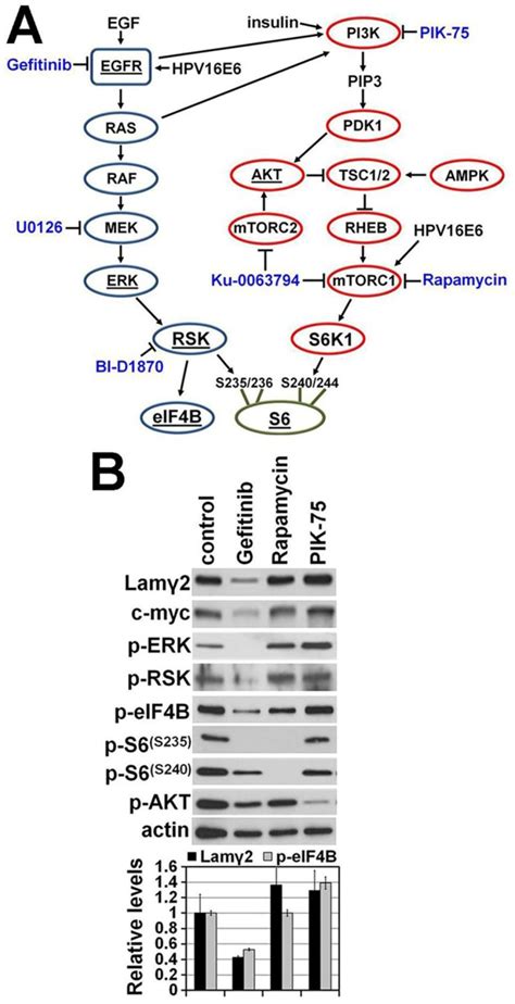 A Elements Of The Egfr Ras Raf Mek Rsk Blue And Pi K Akt Mtor Red