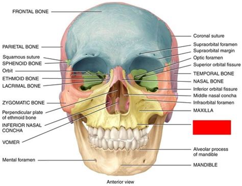 Alveolar Ridge Skull