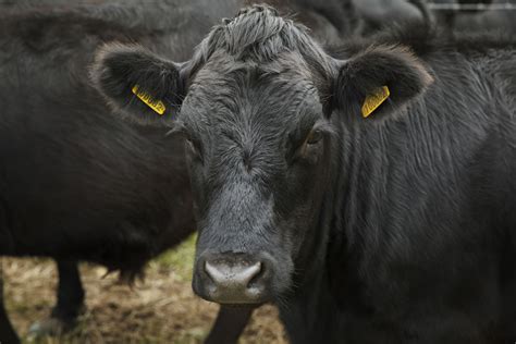 7 Black Cow Breeds - Farmhouse Guide