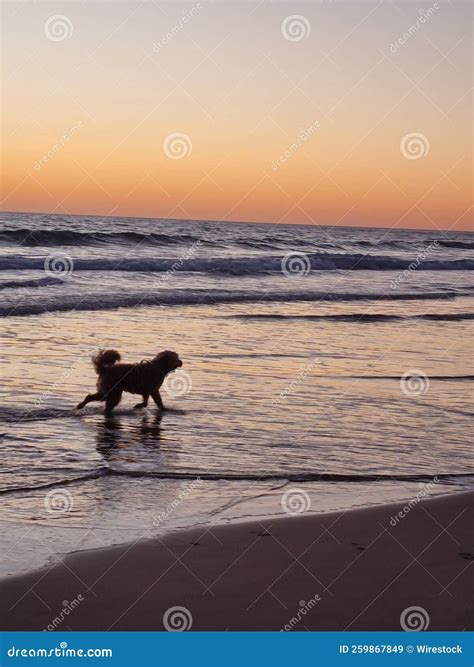 C O Peludo Andando Sobre Ondas Rasas De Uma Praia Arenosa E Deixando