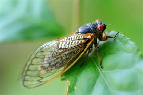 Cicada Invasion 2024 Why How Loud And Can You Eat Them