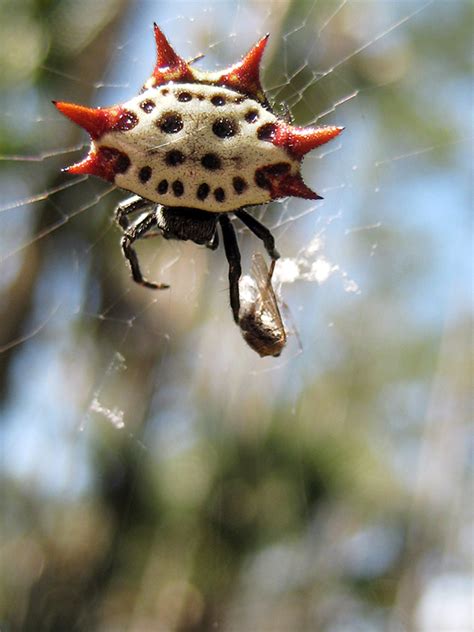 Spiny Orb Weaver Spider By PropMedic On DeviantArt