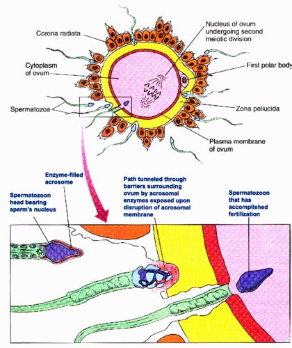 Physiology Fertilization Implantation Gestation And Lactation