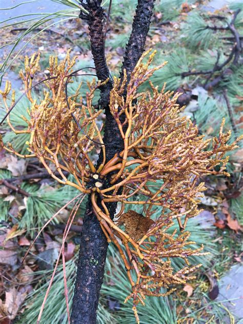 A Fallen Ponderosa Pine Provides Excellent Mistletoe Foraging Ill Dry