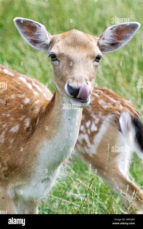 Deer British Hi Res Stock Photography And Images Alamy