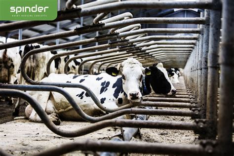 Cow Cubicle Comfort Spinder Dairy Housing Concepts