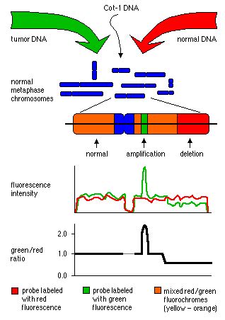 Comparative Genomic Hybridisation WikiLectures