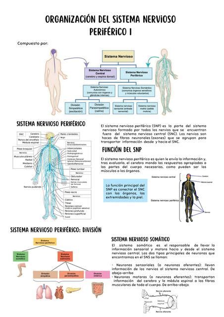 Organizaci N Del Sistema Nervioso Perif Rico I Patricia Gamarra Udocz