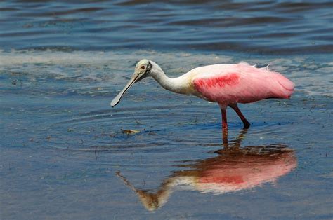 Roseate Spoonbill Terribird Galleries Digital Photography Review