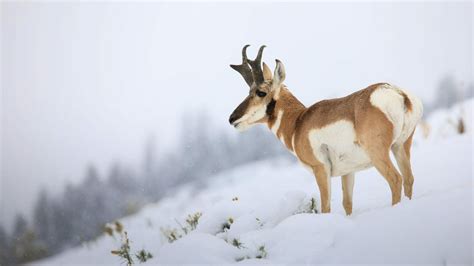 Yellowstone Winter Tours | Yellowstone Winter Wildlife Tours