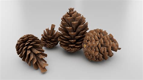 Pine Cone Collection 3d Model Turbosquid 2149642