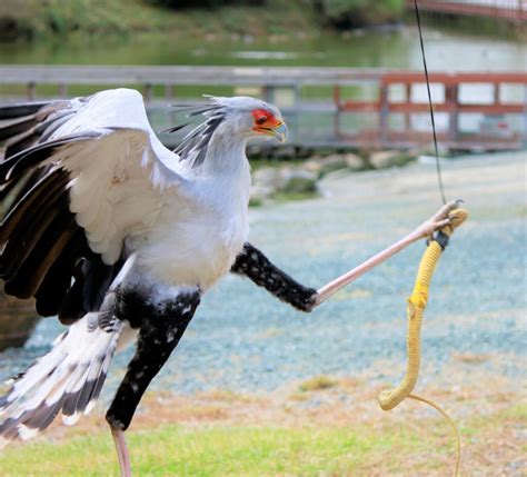 美しくエレガントなのに獲物を見つけると豹変？ キックの名手「ヘビクイワシ」【へんないきもの・鳥編 Vol03】 Soto Lover