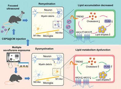 Boosting Microglial Lipid Metabolism Via Trem Signaling By Biomimetic