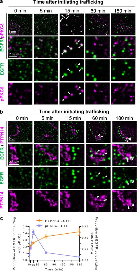 Phosphorylation Of Pkc By Fer Tips The Balance From Egfr Degradation