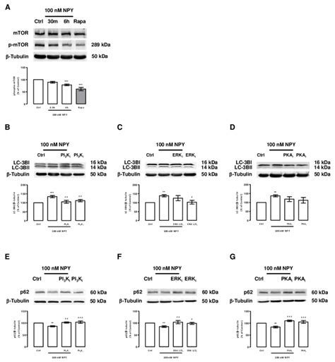 12 Molecular Pathways Involved In NPY Induced Autophagy In Cortical