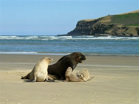 New Zealand Sea Lion – "OCEAN TREASURES" Memorial Library