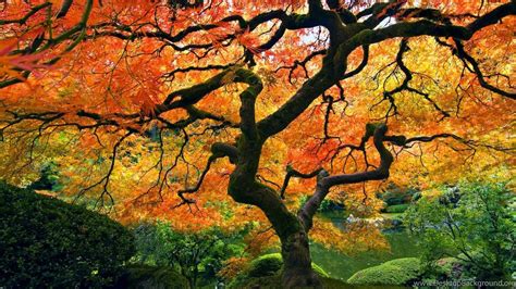 Japanese Maple Tree Wallpapers - Top Free Japanese Maple Tree ...