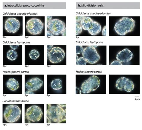 Observations Of Coccolithogenesis And Active Cellular Division In