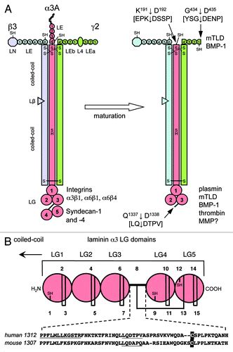 Full Article Laminin Processing Impacts Cellular Behavior