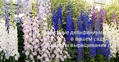 Эффектные дельфиниумы в вашем саду. Секреты выращивания — Ботаничка