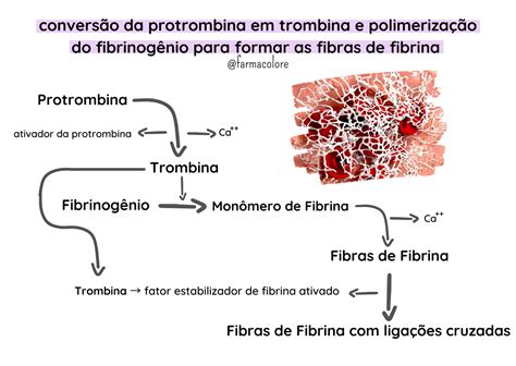 Esquema Da Convers O Da Protrombina Em Trombina E Polimeriza O Do