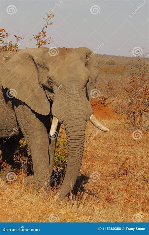 Elefante En El Parque Nacional De Kruger Foto De Archivo Imagen De