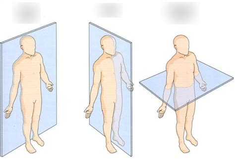 Med Term Chapter Anatomical Planes Diagram Quizlet