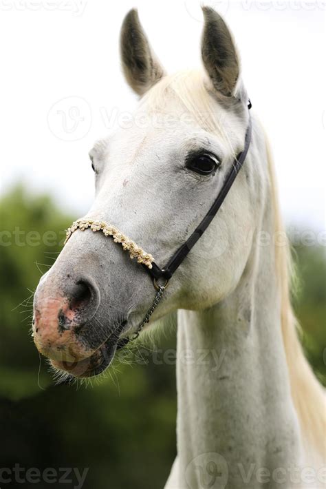 Beautiful Head Shot Of An Arabian Horse On Natural Background 718932