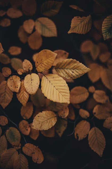 Close-Up Shot of Autumn Leaves · Free Stock Photo