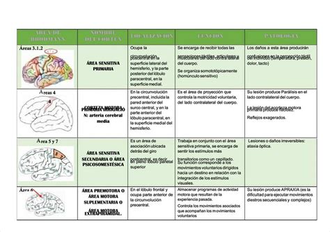 Reas De Brodmann Karen Julieth Udocz