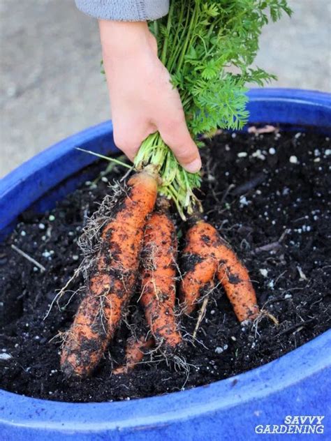 Growing Carrots In Containers An Easy Way To Grow Carrots Anywhere In