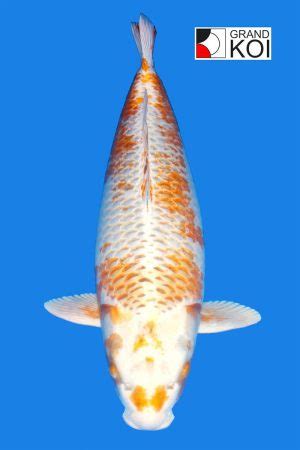 Top Quality Large Koi Fish For Sale Unleash Tranquility Now