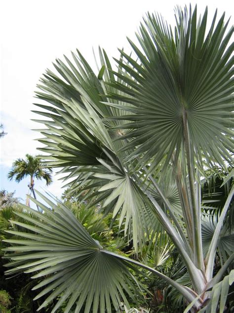 Free Images Nature Branch Sky Palm Tree Leaf Flower Summer