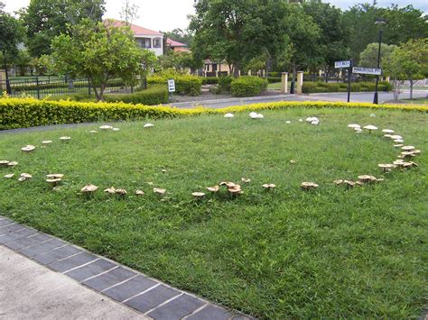 Irish History Fairy Rings