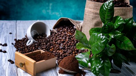 Using Coffee Grounds For Your Indoor Plants Indoor Gardening