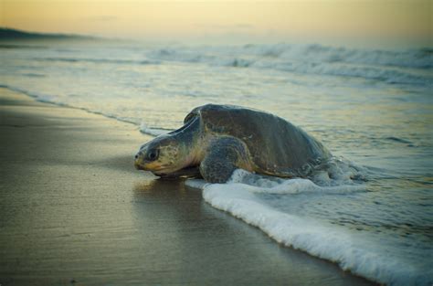 113 Dead Sea Turtles Appeared on Mexico Beach, and No One Knows Why ...