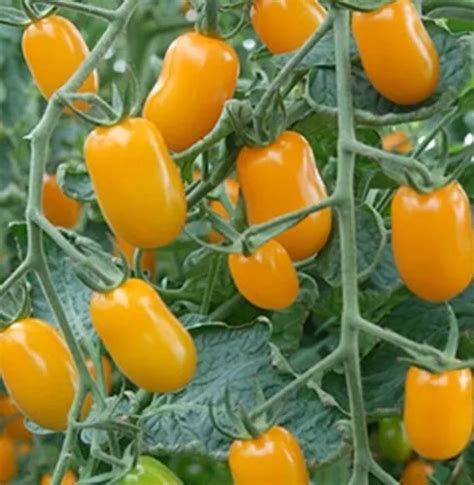 100 Semillas Tomate Golden Sweet Instructivo MercadoLibre