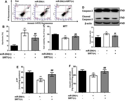 Frontiers Berberine Potentiates Insulin Secretion And Prevents β Cell