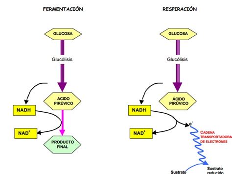 Diapositivas De Metabolismo De Carbohidratos P Gina Web De Bioscientia