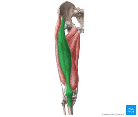 Quadriceps Femoris Muscle Anatomy And Function Kenhub