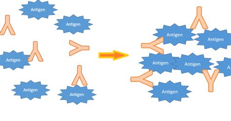 medical microbiology: Agglutination tests