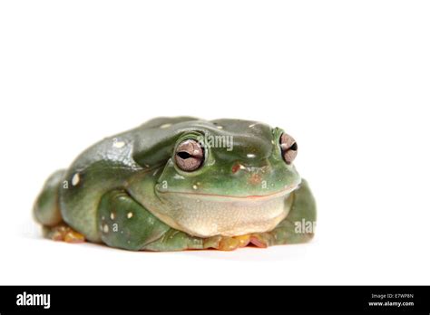 Australian Green Tree Frog Litoria Caerulea Stock Photo Alamy