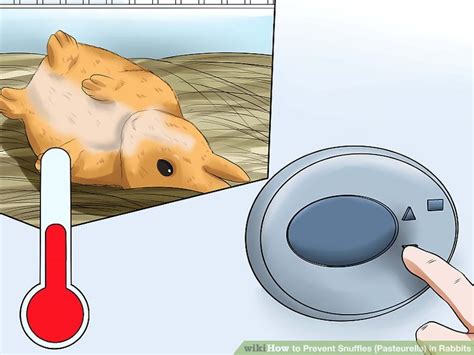 3 Ways to Prevent Snuffles (Pasteurella) in Rabbits - wikiHow Pet