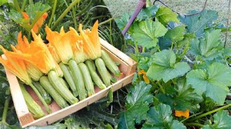 Courgettes Les Erreurs Ne Pas Commettre Lors De La Culture