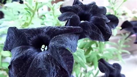 13. Существуют ли черные цветы?/Are there black? - YouTube