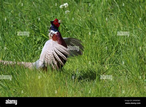 A Pheasant In The Field Flapping His Wings Stock Photo Alamy