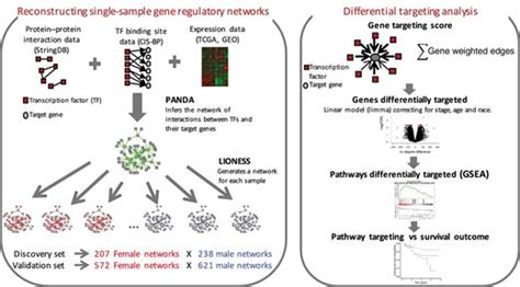 Gene Regulatory Network Analysis Identifies Sex Linked Differences In