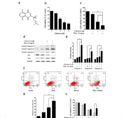 Trail Enhances Shikonin Inhibited Cell Proliferation And Induced Cell